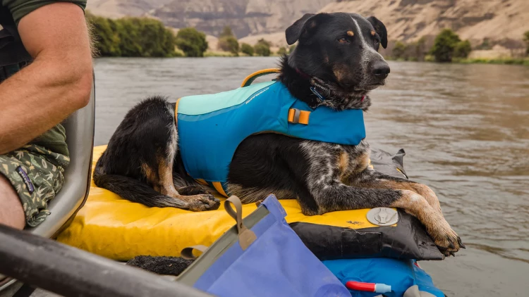 Ruffwear®  Float Coat™ Спасательный жилет для собак 