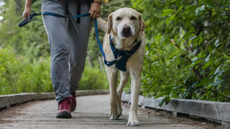 Ruffwear® Front Range™ поводок - пара для шлейки