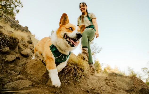 Шлея RUFFWEAR® Front Range® Flex