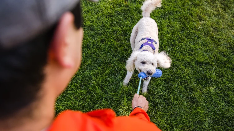 Ruffwear® Gourdo™ - рельефная резиновая интерактивная игрушка 