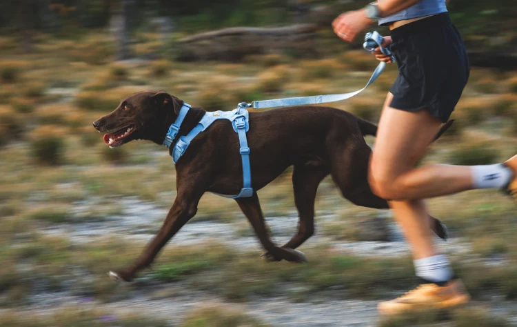 Поводок RUFFWEAR® Front Range® Flex
