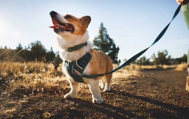 Поводок RUFFWEAR® Front Range® Flex