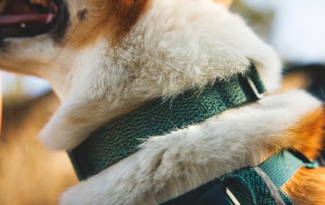 Ошейник RUFFWEAR® Front Range® Flex