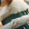 Ошейник RUFFWEAR® Front Range® Flex
