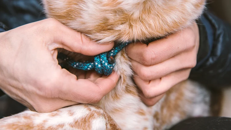 Ruffwear® Knot-a-Collar™ веревочный ошейник 