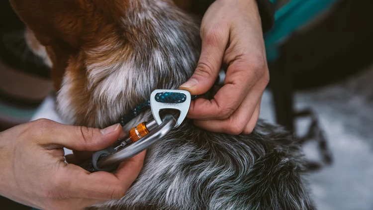 Ruffwear® Knot-a-Collar™ веревочный ошейник 