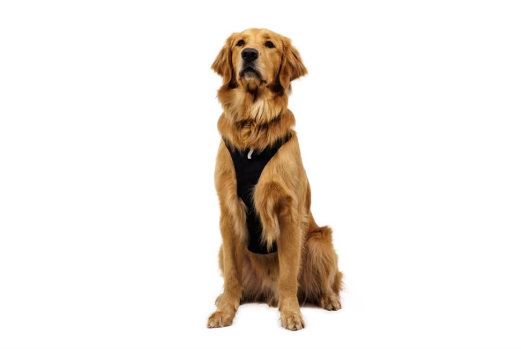 Шлея RUFFWEAR® Ridgeline™