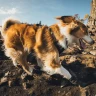 Ботинки RUFFWEAR® Ridgeline™ (комплект - 4шт.)
