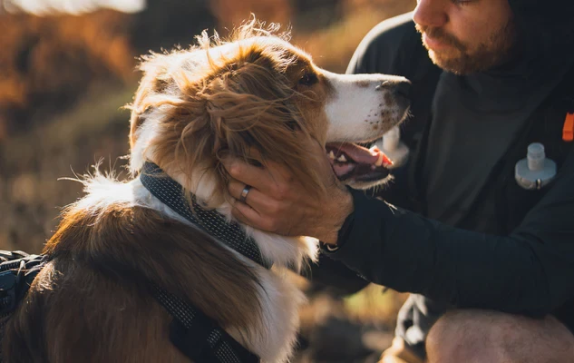 Ошейник RUFFWEAR® Ridgeline™