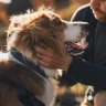 Ошейник RUFFWEAR® Ridgeline™