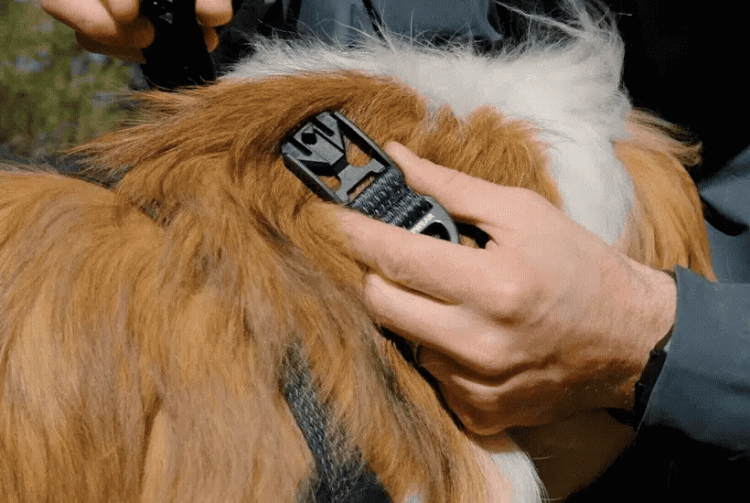 Ошейник RUFFWEAR® Ridgeline™