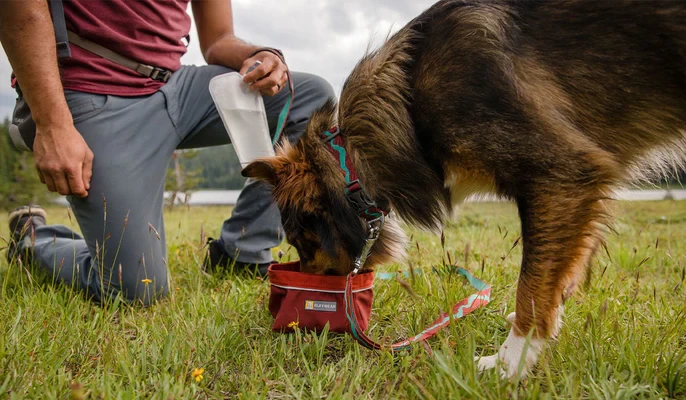 Ruffwear® Flat Out™ Collar - повседневный плоский ошейник