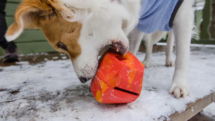 Ruffwear® Gnawt-a-Rock™ - интерактивная игрушка камень с кормом