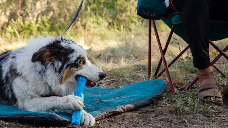 Ruffwear® Gnawt-a-Stick™ - интерактивная игрушка для собак