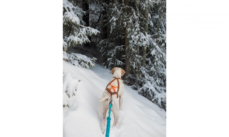 I-DOG® X-BACK-ONE CANICROSS HARNESS