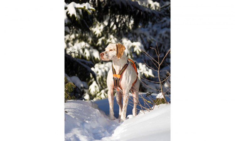 I-DOG® X-BACK-ONE CANICROSS HARNESS