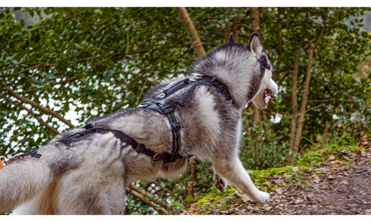 I-DOG® RAIDLIGHT HARNESS