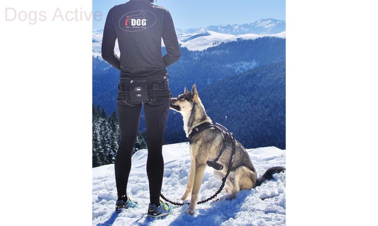 I-DOG® RAIDLIGHT HARNESS