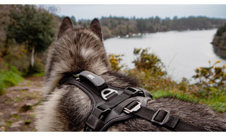 I-DOG® RAIDLIGHT HARNESS