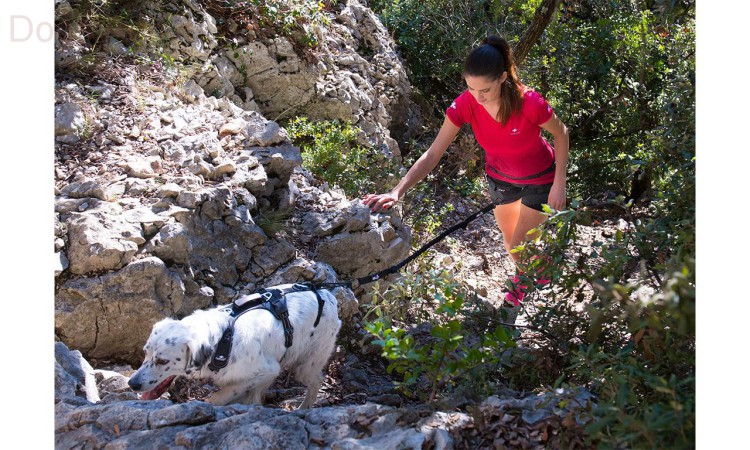 I-DOG® RAIDLIGHT HARNESS