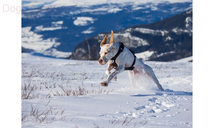 I-DOG® RAIDLIGHT HARNESS