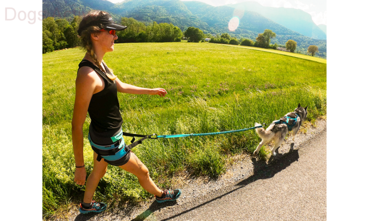 I-DOG® PHOENIX X-BACK ADJUSTABLE
