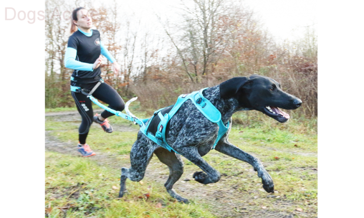 I-DOG® PHOENIX X-BACK ADJUSTABLE