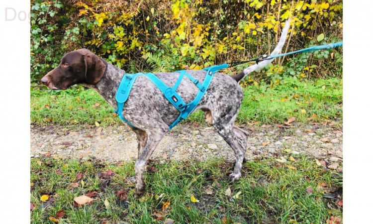 I-DOG® PHOENIX X-BACK ADJUSTABLE