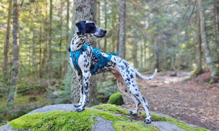 I-DOG® PHOENIX X-BACK ADJUSTABLE