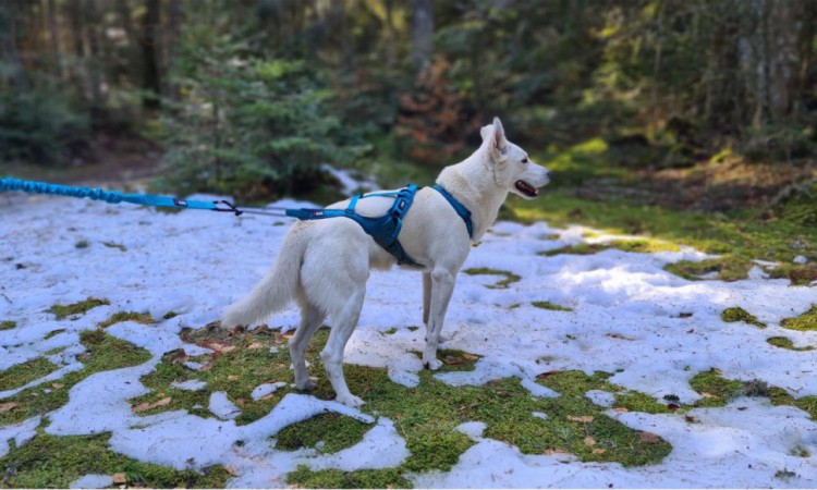 I-DOG® PHOENIX X-BACK ADJUSTABLE