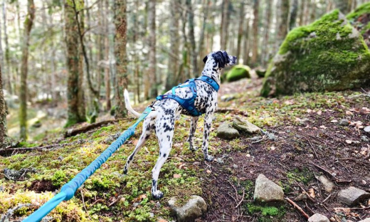 I-DOG® PHOENIX X-BACK ADJUSTABLE