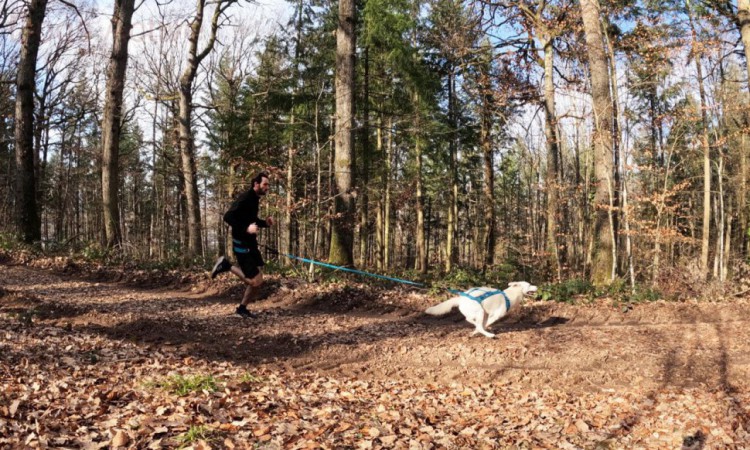 I-DOG® PHOENIX X-BACK ADJUSTABLE