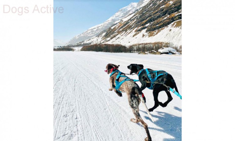 I-DOG® PHOENIX X-BACK ADJUSTABLE