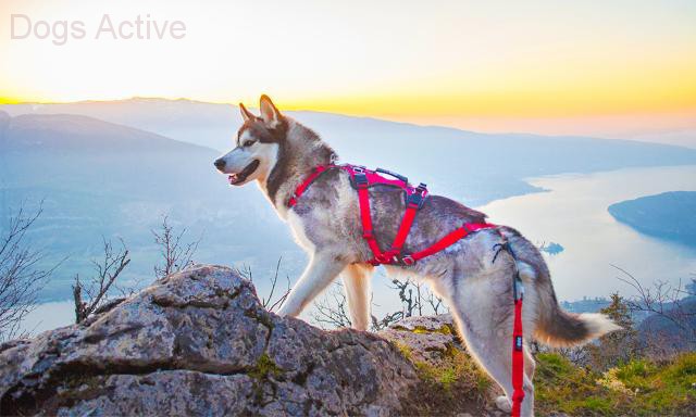 i-Dog® CONFORT TREK HARNESS