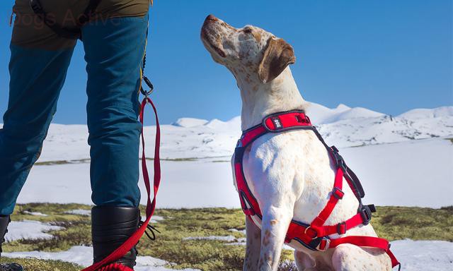 i-Dog® CONFORT TREK HARNESS