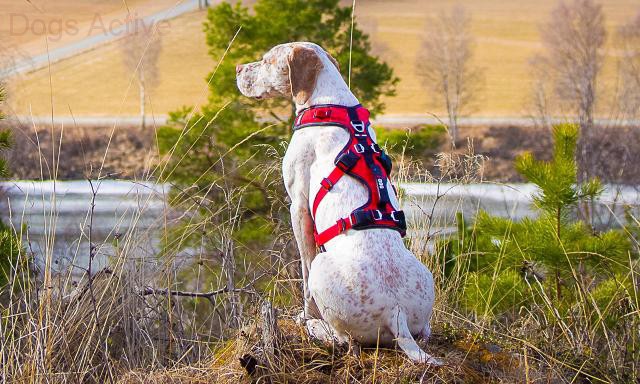 i-Dog® CONFORT TREK HARNESS