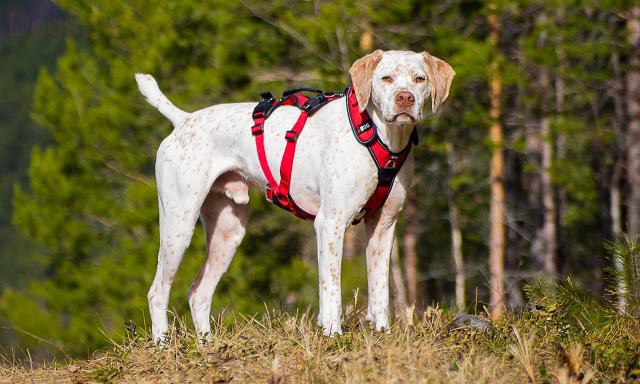 i-Dog® CONFORT TREK HARNESS