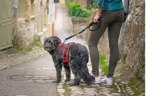 i-Dog® CONFORT TREK HARNESS