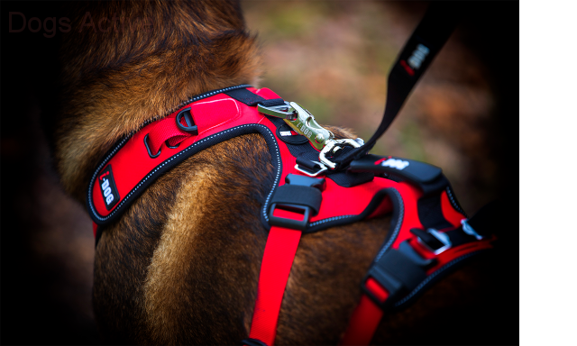 i-Dog® CONFORT TREK HARNESS