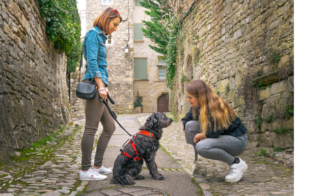 i-Dog® CONFORT TREK HARNESS
