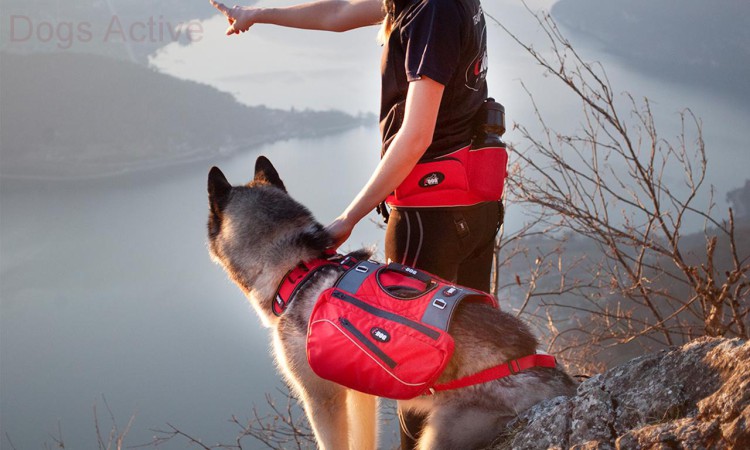 i-Dog® CONFORT TREK HARNESS