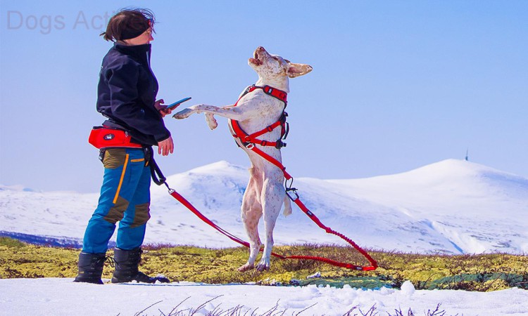 i-Dog® CONFORT TREK HARNESS