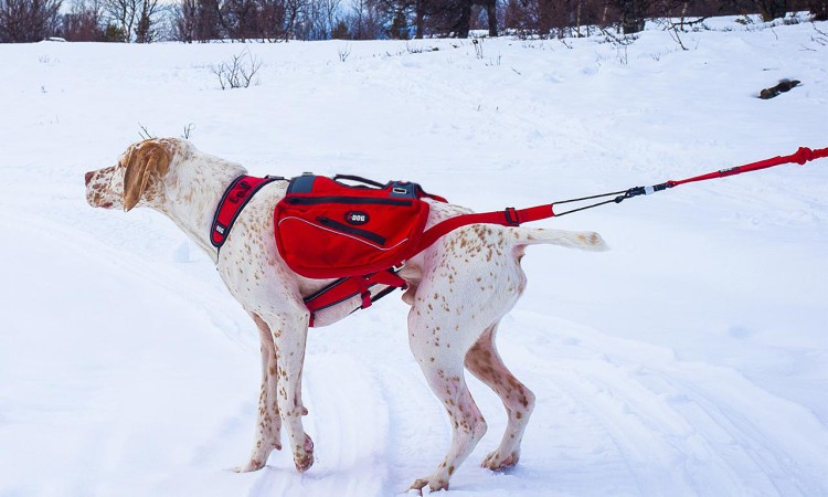 I-DOG® CONFORT TREK BAGS