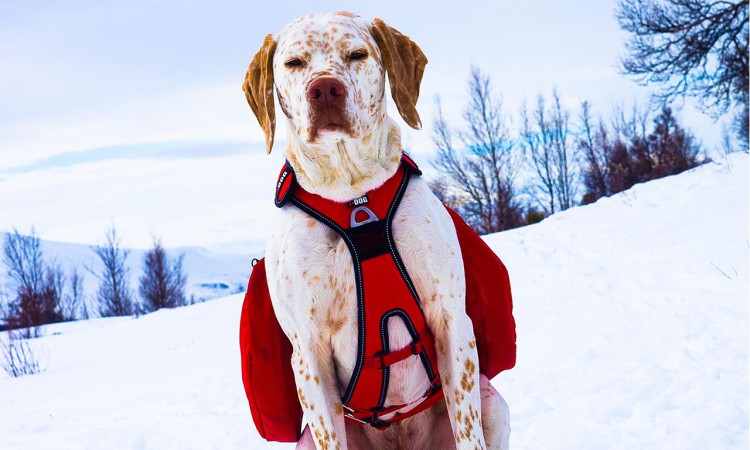 I-DOG® CONFORT TREK BAGS