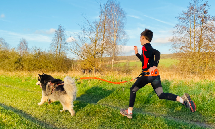 I-DOG® ONE LIGHT HIPBELT
