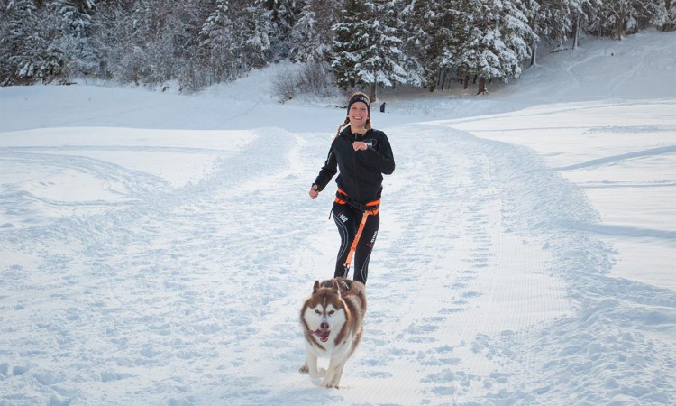I-DOG® BAUDRIER ONE