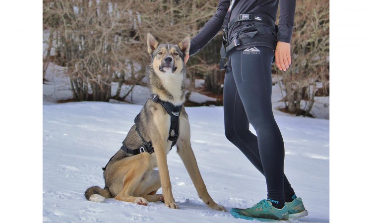 i-Dog® RAIDLIGHT HIPBELT