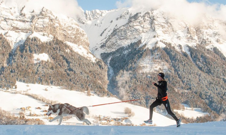 I-DOG® CANICROSS ONE TRACTION LEASH