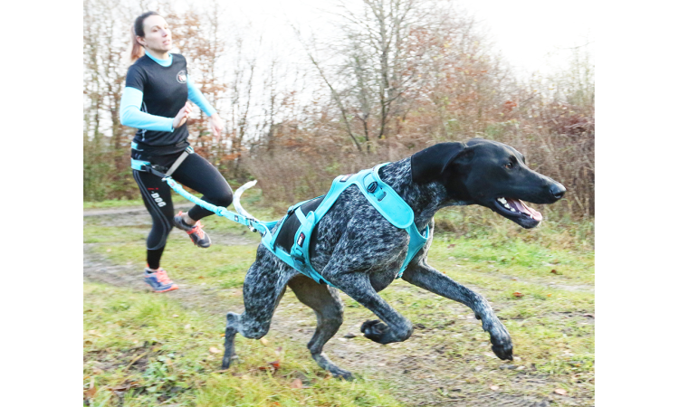 I-DOG® CANICROSS OPALE TRACTION LEASH