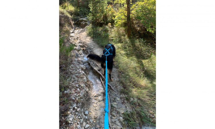 I-DOG® CANICROSS OPALE TRACTION LEASH
